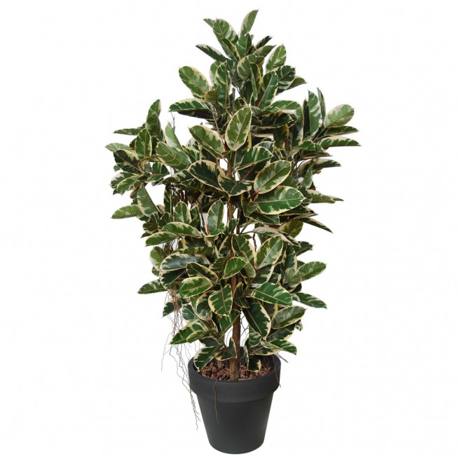 Planta semi-artificiala Ila, Ficus Elastica Boschetto Variegated - 210 cm